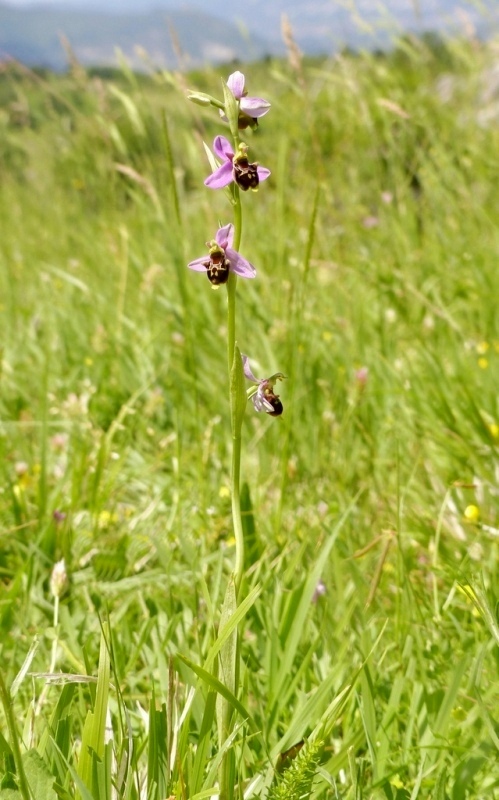 Ophrys apifera x Ophrys holosericea subsp.dinarica, splendidi ibridi nell''aquilano 2021.